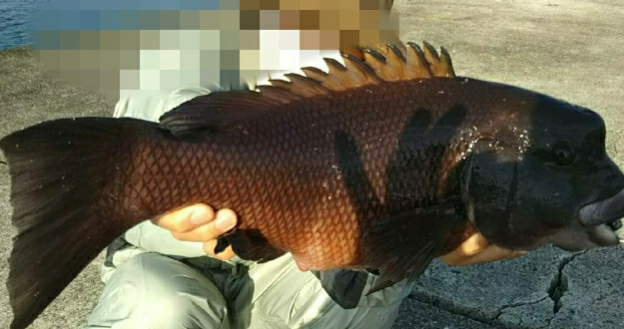 モンスターハンター釣行